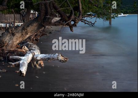 Alter Baum am Strand. . Stockfoto