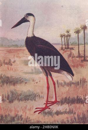 INDISCHE VÖGEL. Der Weißhalsstorch 1943 altes Vintage-Druckbild Stockfoto