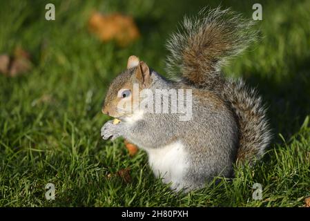 Graues Eichhörnchen (Ostgraues Eichhörnchen / Graues Eichhörnchen) Sciurus carolinensis. Essen Sie eine Erdnuss im St James's Park, London. Großbritannien, Ende November 2021 Stockfoto