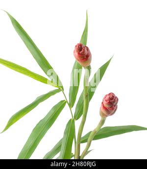 Ingwerblätter mit Blume, Nahaufnahme von zingiber officinale oder Ingwer, grünes Laub auf weißem Grund, Nahaufnahme Stockfoto