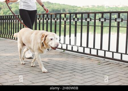 Frau beim Laufen labrador Retriever an der Leine im Park.Hundetraining. Entzückendes Haustier. Stockfoto