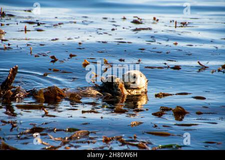 Nahaufnahme eines niedlichen Otters, der im Wasser schwimmt und überall Blätter hat Stockfoto