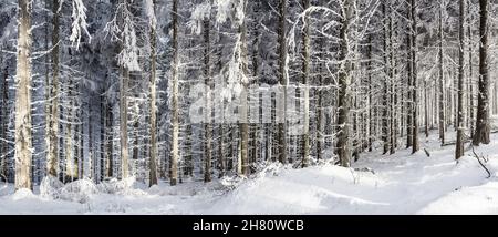 Dichter verschneiter Wald, Panorama, Neuschnee, gerade Nadelbäume, Norwegenfichte Stockfoto