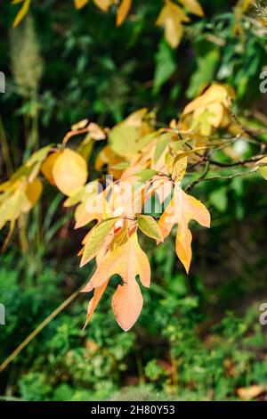 Seidiger Sassafras-Baum (Sassafras albidum) mit gelben Blättern auf unscharfem Hintergrund Stockfoto