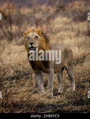 Vertikale Aufnahme eines männlichen Löwen auf Safari Stockfoto