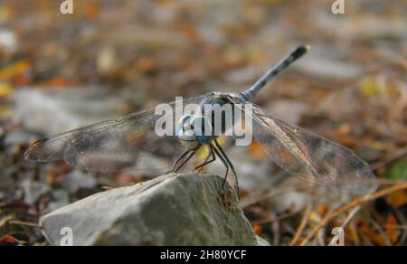 Makroaufnahme eines schlanken blauen Skimmers (Orthetrum luzonicum) auf einem kleinen Felsen am Straßenrand Stockfoto