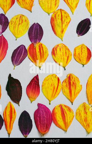 Gepresste getrocknete Blütenblätter von riesigen Dinerplate Dahlia Blumen zur Kuchendekoration Stockfoto