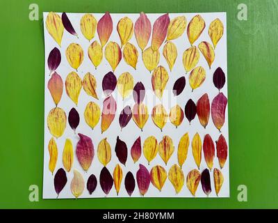Gepresste getrocknete Blütenblätter von riesigen Dinerplate Dahlia Blumen zur Kuchendekoration Stockfoto