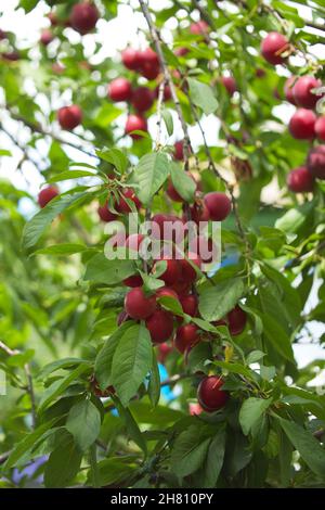 Auf den Ästen des Baumes befinden sich viele rote Kirsche-Pflaumen. Reife Früchte im Garten. Stockfoto