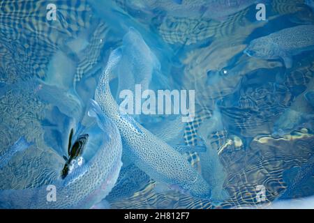 Fischfarm, Regenbogenforelle in Netzen zum Wachsen und Züchten. Stockfoto