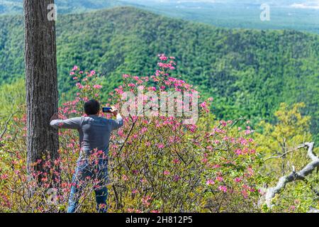 Tourist Mann zurück fotografieren rosa Rhododendron wilden Blumen mit Smartphone in Blue Ridge Mountains, Virginia parkway Frühling Frühling sonnigen Tag Stockfoto