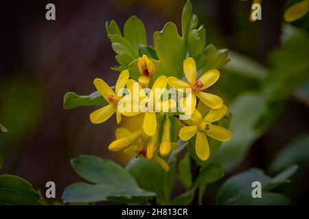 Nahaufnahme des Ribes aureum, bekannt unter den gebräuchlichen Namen goldene Johannisbeere, Nelkencurrant. Stockfoto