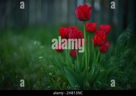 Leuchtend rote Tulpenblüten wachsen im grünen Frühlingsgarten. Ländlicher Zaun auf verschwommenem Hintergrund. Kunstkarte. Stockfoto