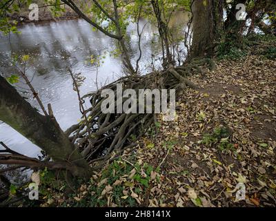 Am Ufer des Flusses Ure hält ein Gewirr von Baumwurzeln einen vorrückenden Teppich aus Herbstblättern zurück Stockfoto