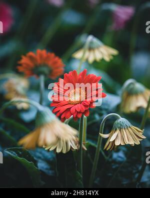 Vertikale Aufnahme einer leuchtend roten Gerbera in einem Feld sterbender Gerberas Stockfoto