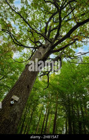 Blick auf eine alte Eiche in einem malerischen Wald Stockfoto