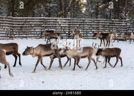 Rentiere in Lappland, Finnland Stockfoto