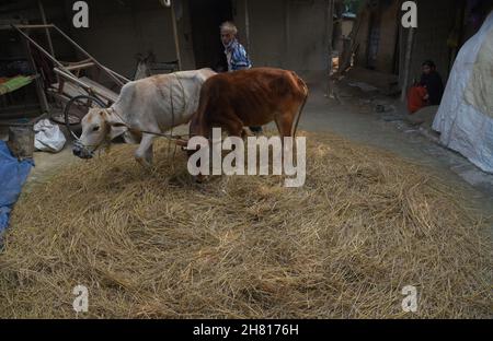 Guwahati, Indien. 26th. November 2021. Ein Landwirt verwendete seinen Ochsen, um am Freitag, den 26th. November 2021, im Dorf Uttarpara im Distrikt Baksa in Assam Indien den Erntereis auf traditionelle Weise zu entfernen. (Bild: © Dasarath Deka/ZUMA Press Wire) Bild: ZUMA Press, Inc./Alamy Live News Stockfoto