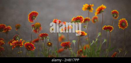 Reihe der roten Blüten gaillardia wachsen auf dem grauen unscharfen Hintergrund. Stockfoto