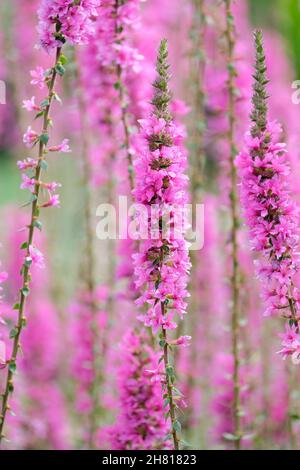 Lythrum salicaria, purpurne Loosestreife, Stachelloosestreife oder purpurnes Lythrum. Rosa-violette Blüten. Stockfoto