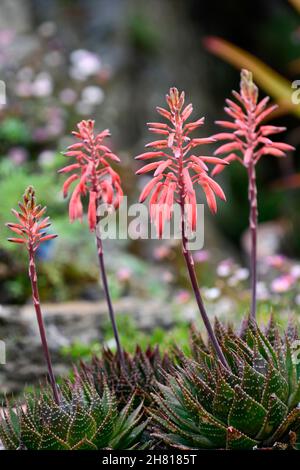 aloe, Aloe, robuste saftige Pflanze, korallenrosa Blüten, Blume, Blüte, RM Floral Stockfoto