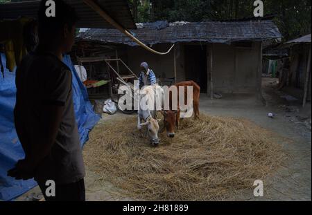 Guwahati, Indien. 26th. November 2021. Ein Landwirt verwendete seinen Ochsen, um am Freitag, den 26th. November 2021, im Dorf Uttarpara im Distrikt Baksa in Assam Indien den Erntereis auf traditionelle Weise zu entfernen. (Bild: © Dasarath Deka/ZUMA Press Wire) Bild: ZUMA Press, Inc./Alamy Live News Stockfoto