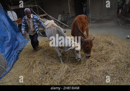 Guwahati, Indien. 26th. November 2021. Ein Landwirt verwendete seinen Ochsen, um am Freitag, den 26th. November 2021, im Dorf Uttarpara im Distrikt Baksa in Assam Indien den Erntereis auf traditionelle Weise zu entfernen. (Bild: © Dasarath Deka/ZUMA Press Wire) Bild: ZUMA Press, Inc./Alamy Live News Stockfoto