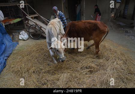 Guwahati, Indien. 26th. November 2021. Ein Landwirt verwendete seinen Ochsen, um am Freitag, den 26th. November 2021, im Dorf Uttarpara im Distrikt Baksa in Assam Indien den Erntereis auf traditionelle Weise zu entfernen. (Bild: © Dasarath Deka/ZUMA Press Wire) Bild: ZUMA Press, Inc./Alamy Live News Stockfoto