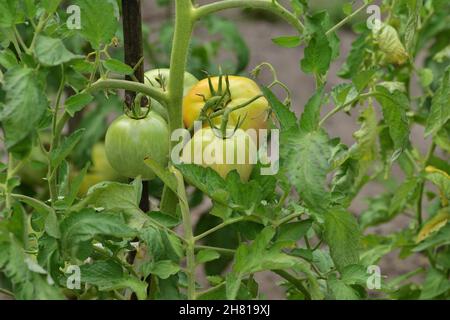 Grüne Tomaten in Büschen am Busch warten darauf, an einem Sommertag geerntet zu werden. Sommer. Stockfoto