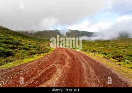 Azoren Heidekraut (Erica azorica) Bäume an einer Bergstraße mit Farn bedeckten Mauern im nördlichen Teil von Flores, azoren, Portugal Stockfoto