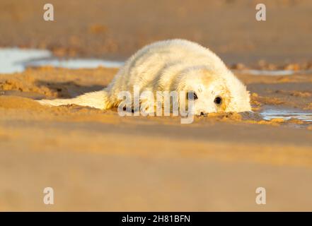 Ein grauer Robbenhund (Halichoerus grypus), Norfolk Stockfoto