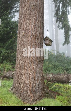Ein niedliches, moosiges Vogelhaus aus Holz, das in einem nebligen Wald an einem Baum hängt. Stockfoto