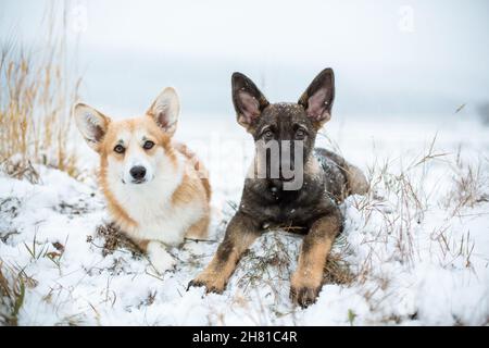 Zwei Hunde, ein Welsh Corgi Pembroke und ein Schäferhund, liegen im Schnee Stockfoto