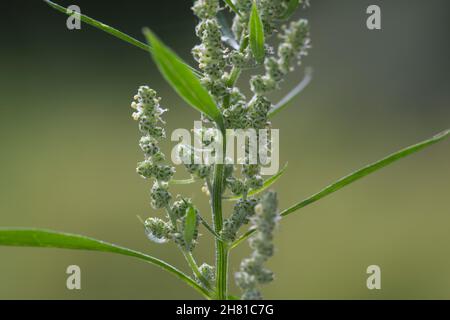 Weißer Gänsefuß, Blüten, blühend, Blüten, Gänsefuß, Gänsefuss, Weisser Gänsefuss, Weiß-Gänsefuß, Ackermelde, Melde, Falsche-Melde, Chenopodium Album, l Stockfoto