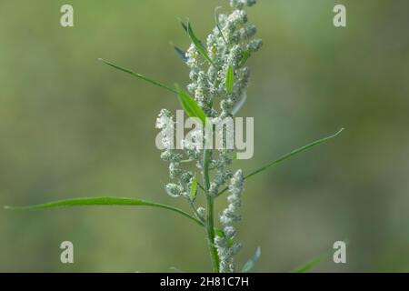 Weißer Gänsefuß, Blüten, blühend, Blüten, Gänsefuß, Gänsefuss, Weisser Gänsefuss, Weiß-Gänsefuß, Ackermelde, Melde, Falsche-Melde, Chenopodium Album, l Stockfoto