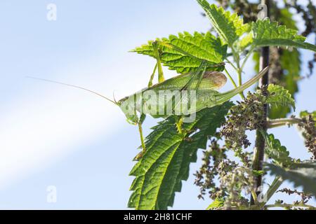 Zwitscherschrecke, Zwitscher-Heupferd, Weibchen mit Legebohrer, Zwitscherheupferd, Zwitscher-Schrecke, Heupferd, Tettigonia Cantans, zuckend grün b Stockfoto