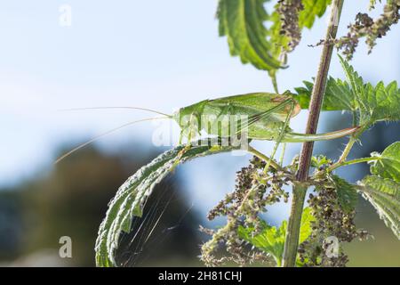 Zwitscherschrecke, Zwitscher-Heupferd, Weibchen mit Legebohrer, Zwitscherheupferd, Zwitscher-Schrecke, Heupferd, Tettigonia Cantans, zuckend grün b Stockfoto