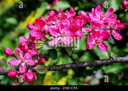 Zweig mit vielen lebendigen dekorativen roten Krabbenapfelblüten und blüht in einem Baum in voller Blüte in einem Garten an einem sonnigen Frühlingstag, schöne Outdoor-Flora Stockfoto