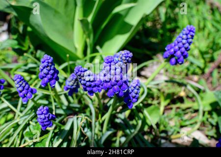 Nahaufnahme einer Gruppe von frischen kleinen blauen Blüten von Muscari vernachlässectum oder gemeinsame Traubenhyazinthe in einem Garten an einem sonnigen Frühlingstag, floraler Hintergrund pho Stockfoto