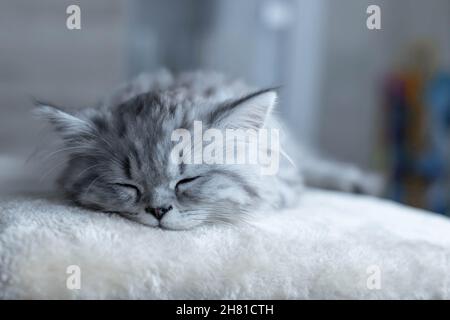 Niedliches persisches Kätzchen schläft zu Hause auf dem Sofa Stockfoto