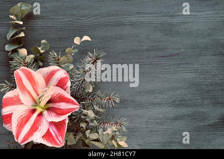 Winterblüte Amaryllis auf wintergrünen Tannen- und Eukalyptuszweigen. Eckbanner mit Kopierbereich. Stockfoto