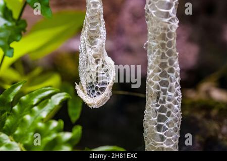 Die Haut einer grünen Baumpython (Morelia viridis), die von einem Ast eines Baumes herabhängt. Stockfoto