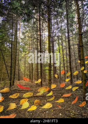 Seltsamer nebliger dunkler Wald mit herbstlichen Blättern. Unüberwindbare dunkle Landschaft mit orangefarbenen und roten Blättern, die auf den Wind fallen und fliegen. Stockfoto