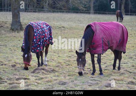 Zwei braune Pferde mit Pferdedecke fressen im Winter Gras auf dem Feld. Stockfoto