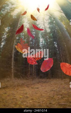 Seltsamer nebliger dunkler Wald mit herbstlichen Blättern. Unüberwindbare dunkle Landschaft mit orangefarbenen und roten Blättern, die auf den Wind fallen und fliegen. Stockfoto