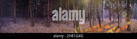 Majestätisches, dunkles, dichtes Herbstwaldpanorama. Seltsames neblig dunklen Wald Breitformat-Foto. Stockfoto