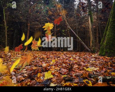 Herbstbaumblätter fallen auf eine herrliche bunte Herbstlandschaft mit gelben Bäumen und grünem Gras. Schöne Aussicht auf idyllische Herbstlandschaft mit Stockfoto