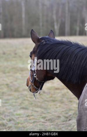 Horse Portrait, von hinten. Stockfoto