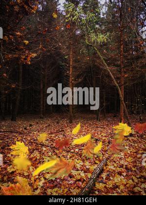 Göttlicher dichter dunkler Herbstwald mit gelben bunten Blättern. Herbstfärbung Bunte fallende Blätter zwischen gruseligen Bäumen. Stockfoto