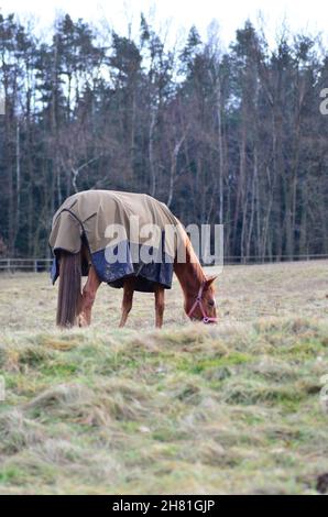 Braunes Pferd mit Pferdedecke, das im Winter Gras auf dem Feld frisst. Stockfoto